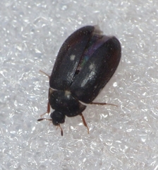 Attagenus pellio