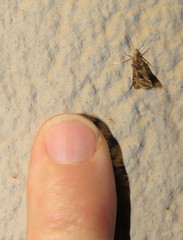 Diasemia disjectalis