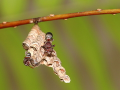Ropalidia revolutionalis