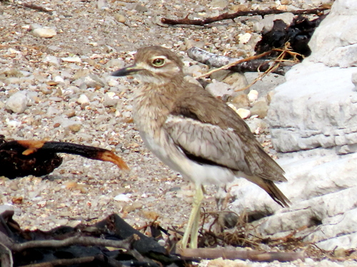 iNaturalist image