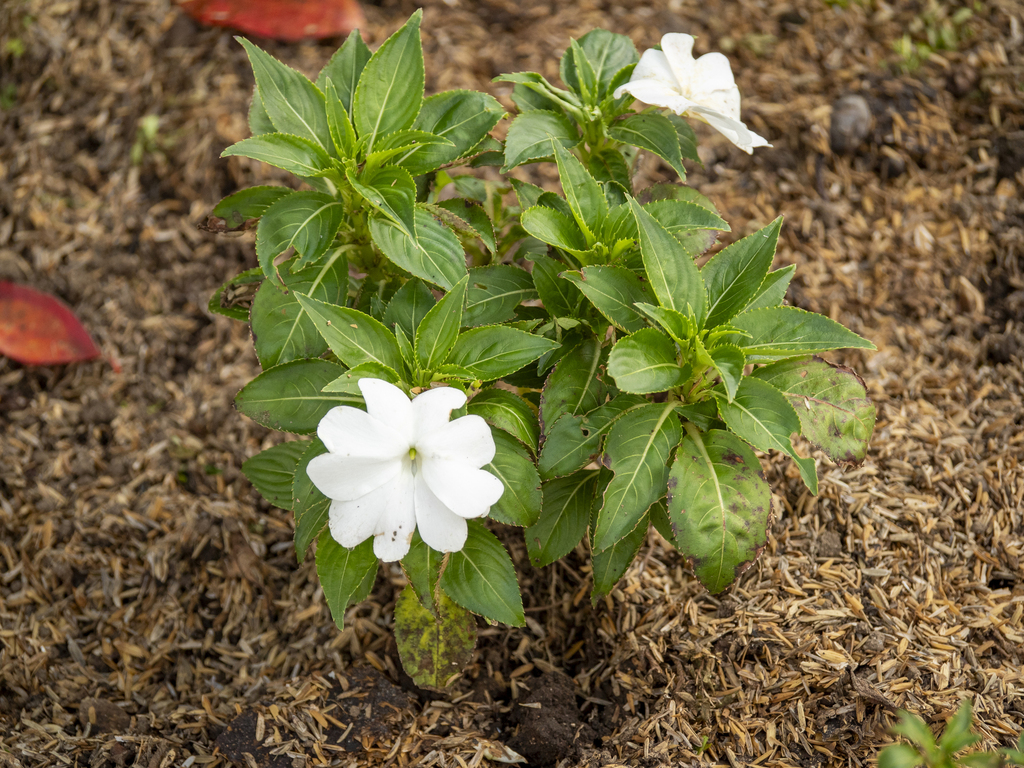 New Guinea Impatiens (Impatiens hawkeri)