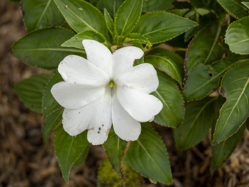 Impatiens hawkeri