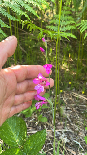 Gladiolus illyricus