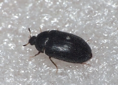 Attagenus pellio