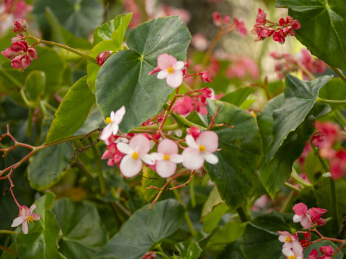 Begonia obliqua