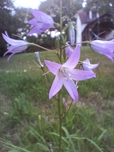 Rampion