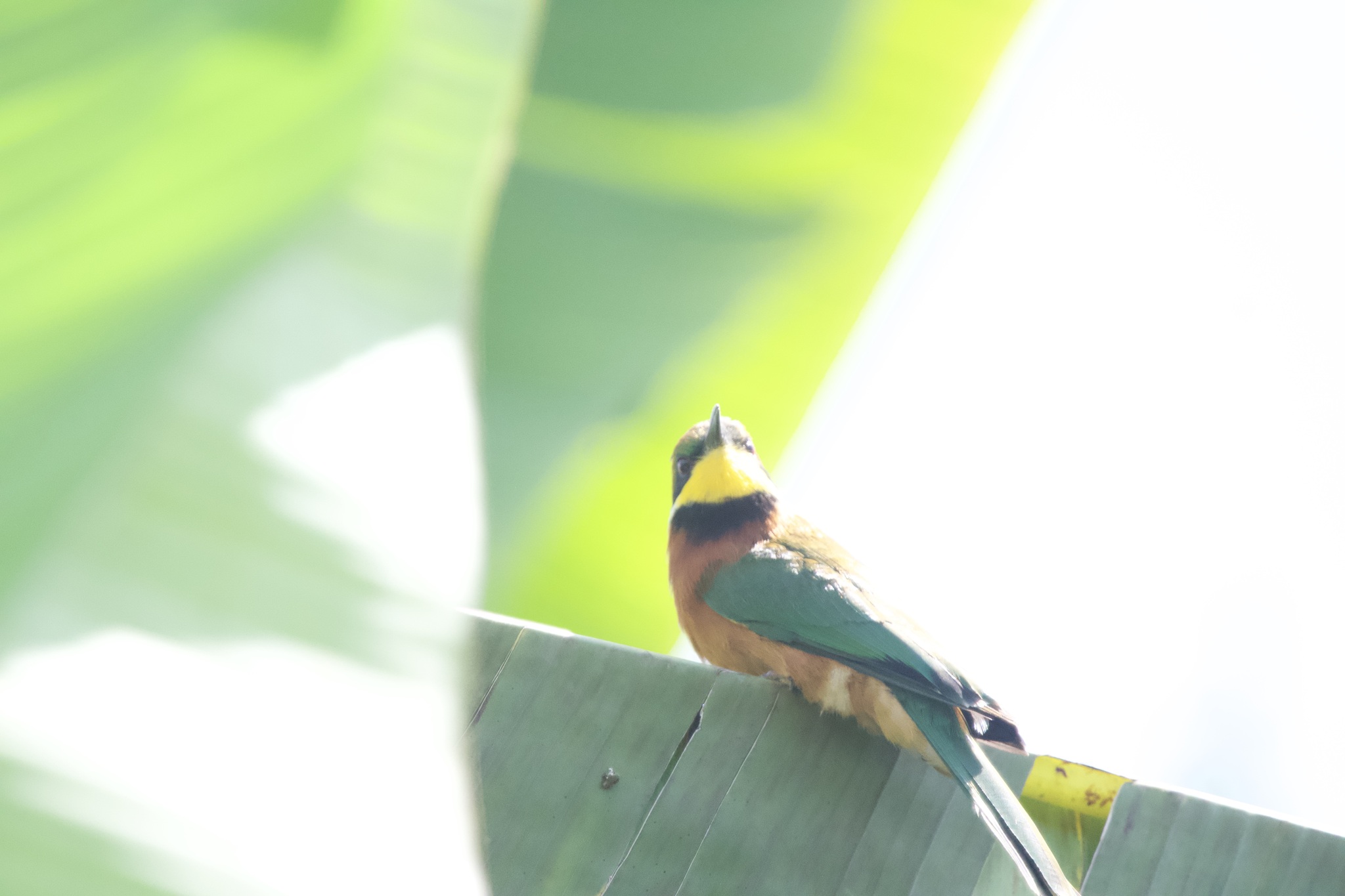 Cinnamon-chested Bee-eater (Merops oreobates), photo 4
