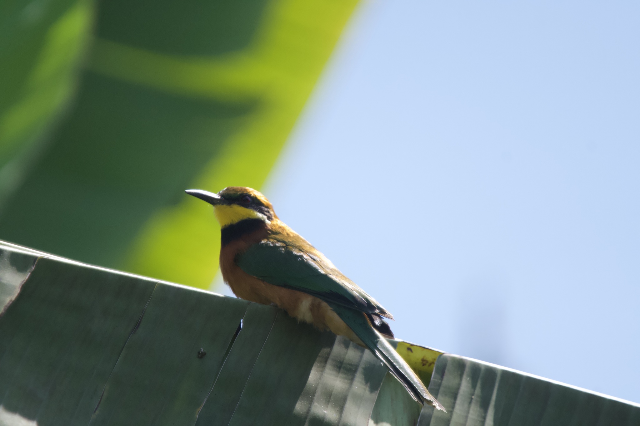 Cinnamon-chested Bee-eater (Merops oreobates), photo 5
