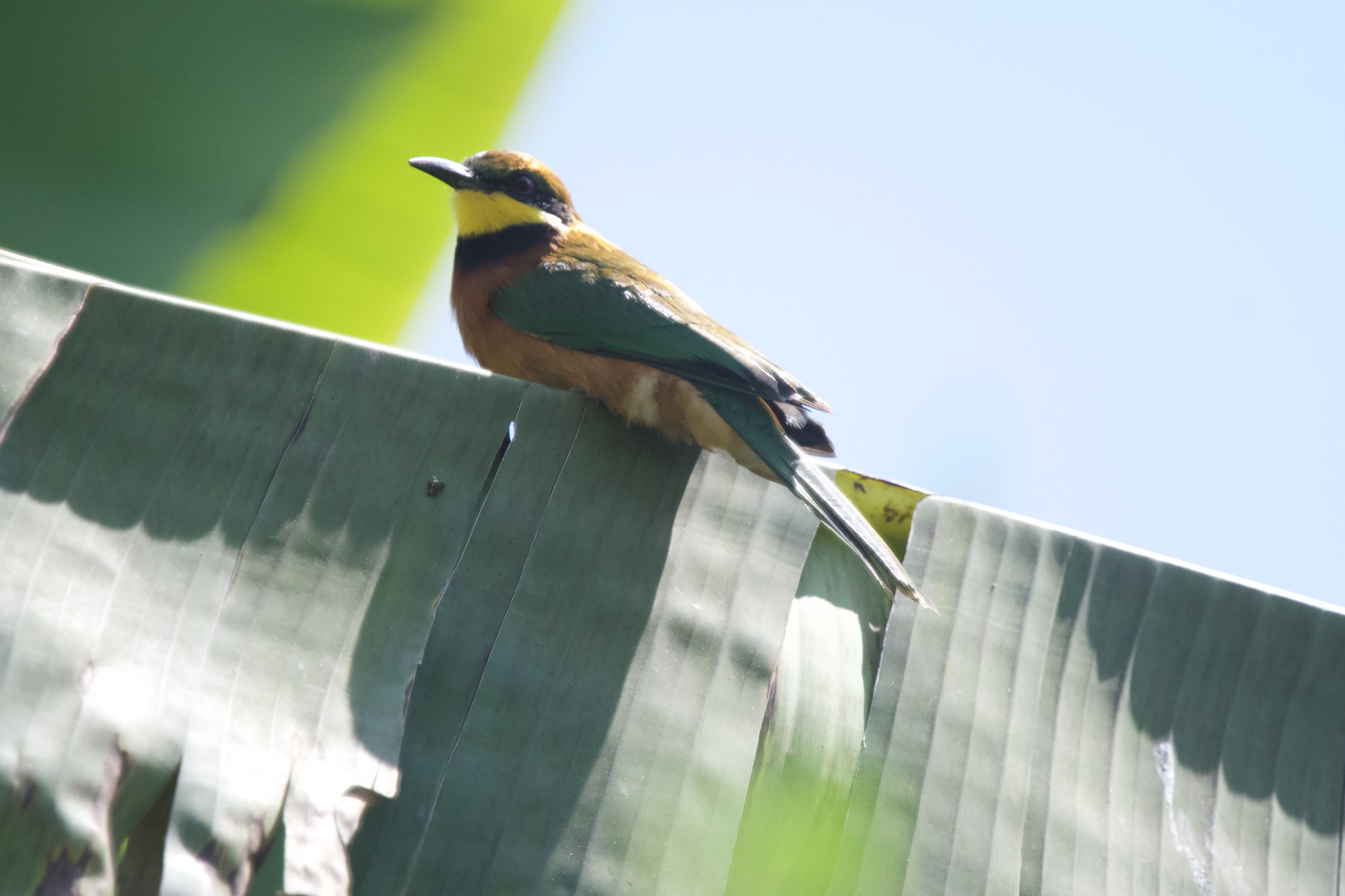 Cinnamon-chested Bee-eater (Merops oreobates), photo 6