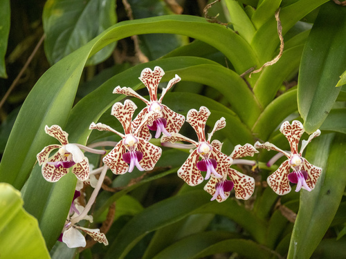 Vanda suavis, photograph 4