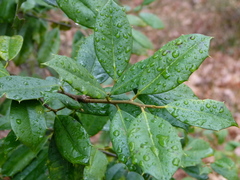 Ilex opaca