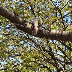 Hypsipetes amaurotis