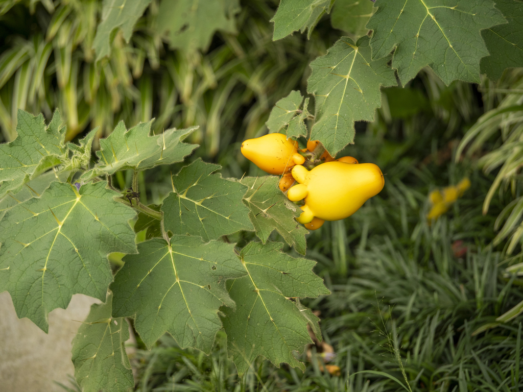 Cà vú – Solanum mammosum