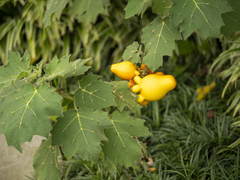 (c) Óscar Sampedro, some rights reserved (CC BY) Solanum mammosum, photograph (c) Óscar Sampedro, some rights reserved (CC BY)