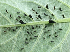 Uroleucon verbesinae