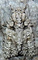 Acronicta modica