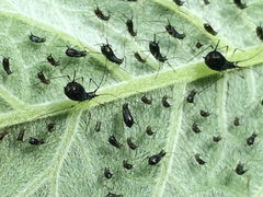 Uroleucon verbesinae