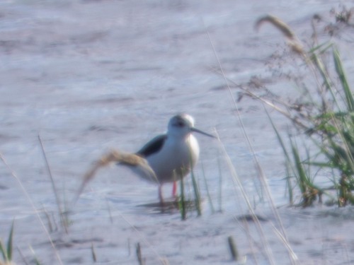 iNaturalist image