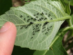 Uroleucon verbesinae