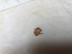 Podontia dalmani