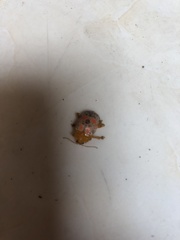 Podontia dalmani