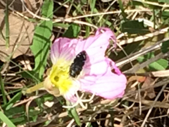 Acmaeodera