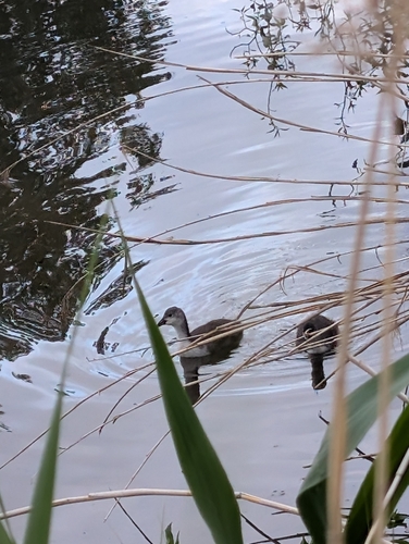 Eurasian Coot
