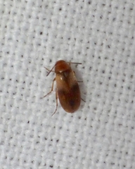 Anaspis maculata