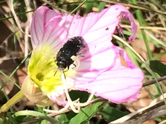 Acmaeodera
