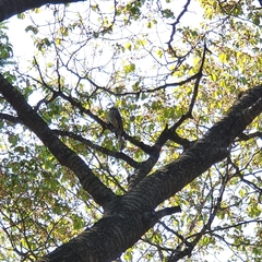 Hypsipetes amaurotis