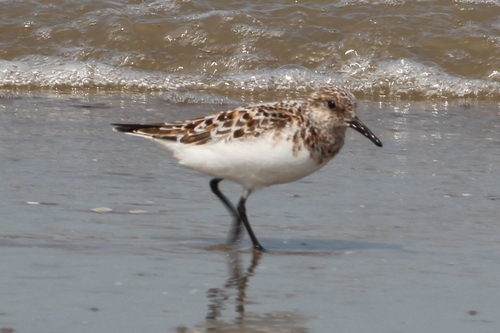 iNaturalist image