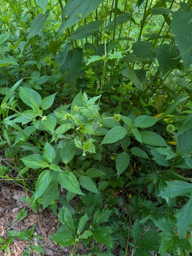Geum laciniatum, photograph 5