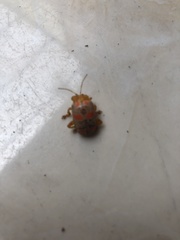 Podontia dalmani