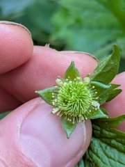 Geum laciniatum, photograph (c) dsiripoonsup, some rights reserved (CC BY)