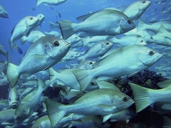 Crimson Snapper photo 5