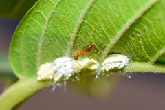 Anoplolepis gracilipes