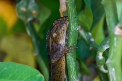 Calotes versicolor
