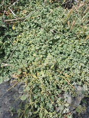 Chenopodium triandrum