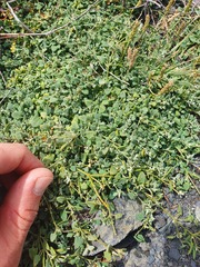 Chenopodium triandrum