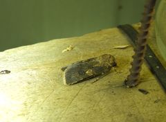 Agrotis interjectionis