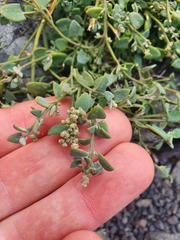 Chenopodium triandrum