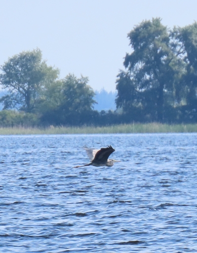 iNaturalist image