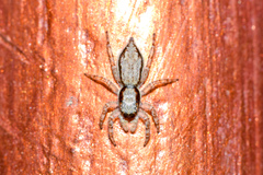 Menemerus bivittatus