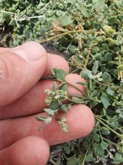 Chenopodium triandrum