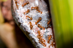 Anoplolepis gracilipes