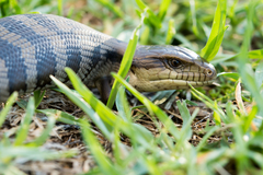 Tiliqua