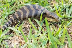 Tiliqua