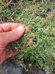 Chenopodium triandrum