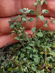 Chenopodium triandrum