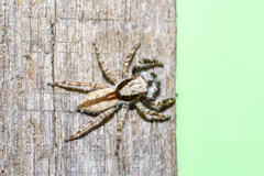 Menemerus bivittatus
